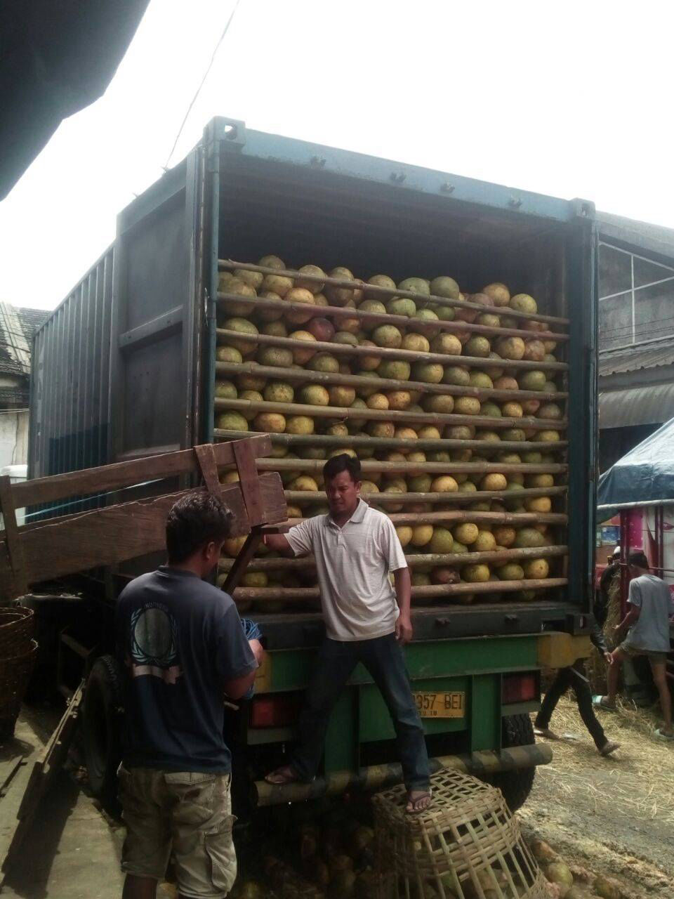 dooring dari banjarmasin jeruk bali